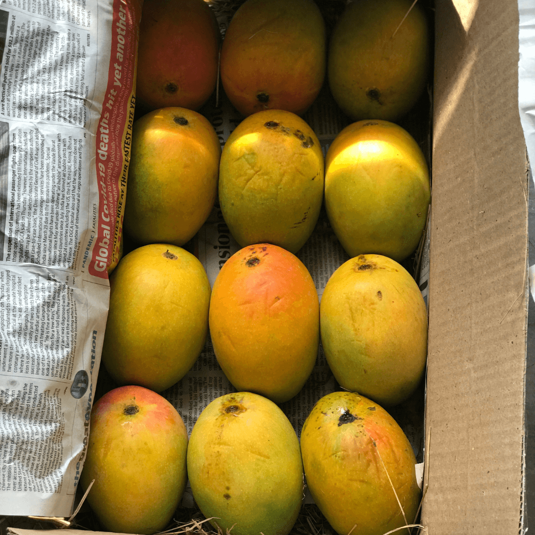 Natural Alphonso Mango